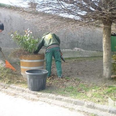 évelők visszavágása növénytartó dézsában